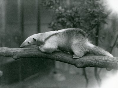 Un jeune tamandua à collier marchant le long d