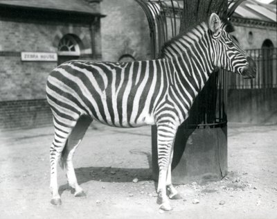 Un zèbre dans le paddock devant la maison des zèbres au Zoo de Londres en 1925 - Frederick William Bond