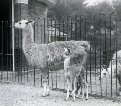 Un bébé lama avec sa mère au Zoo de Londres, 1926 - Frederick William Bond
