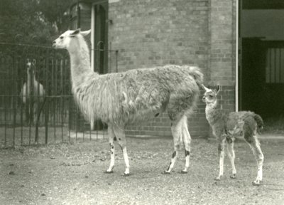 Un bébé lama ou cria avec sa mère au zoo de Londres, 1927 - Frederick William Bond