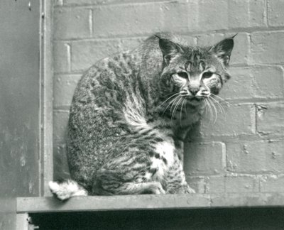 Un lynx roux regardant vers le bas depuis une corniche, dans son enclos, Zoo de Londres, mars 1925 - Frederick William Bond