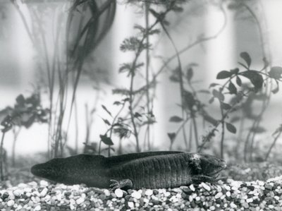 Un axolotl noir/salamandre mexicaine reposant sur du gravier au fond d