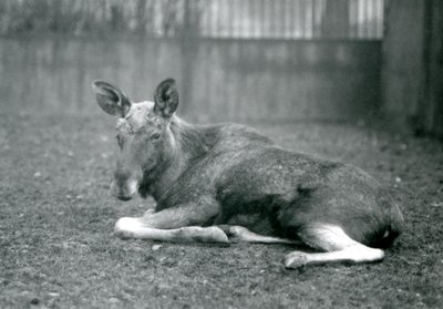Un élan mâle, montrant les cicatrices de ses bois récemment tombés, couché au Zoo de Londres, janvier 1926 - Frederick William Bond