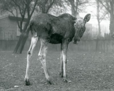 Un élan mâle, avec des blessures de ses bois récemment tombés, debout au Zoo de Londres, janvier 1926 - Frederick William Bond
