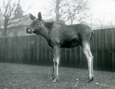 Un élan mâle, avec des blessures de ses bois récemment tombés, debout au Zoo de Londres, janvier 1926 - Frederick William Bond