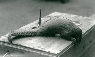 Un pangolin chinois en danger critique d