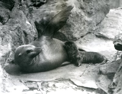 Une otarie de Californie femelle allongée sur une terrasse rocheuse, nourrissant son petit, Zoo de Londres, juillet 1925 - Frederick William Bond