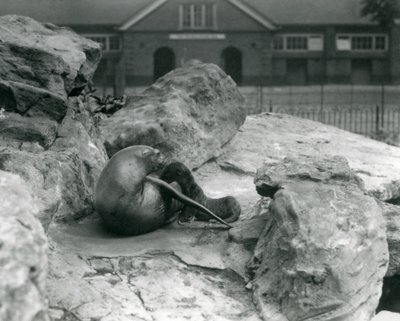Une otarie de Californie femelle allongée sur une terrasse rocheuse, nourrissant son petit, Zoo de Londres, juillet 1925 - Frederick William Bond