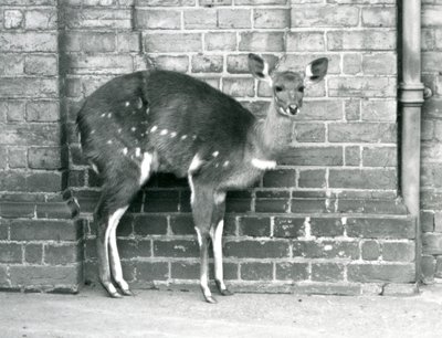Un bushbuck du Cap femelle debout contre un mur au Zoo de Londres en octobre 1927 - Frederick William Bond