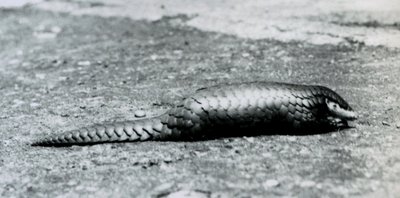 Une femelle pangolin chinois au zoo de Londres en août 1925 - Frederick William Bond