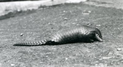 Une femelle pangolin chinois au zoo de Londres en août 1925 - Frederick William Bond