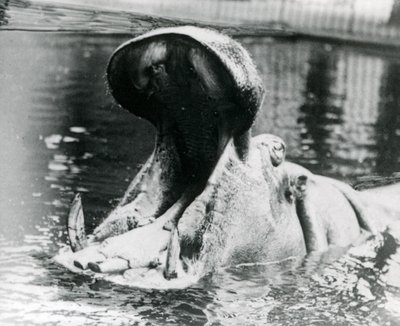 Une femelle hippopotame, 