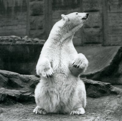 Une ourse polaire assise sur ses hanches sur les terrasses Mappin au zoo de Londres en septembre 1928 - Frederick William Bond