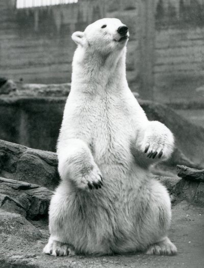Une ourse polaire assise sur ses hanches sur les terrasses Mappin au zoo de Londres en septembre 1928 - Frederick William Bond