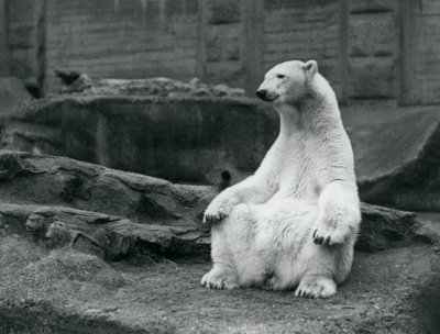 Une ourse polaire assise sur ses hanches sur les terrasses Mappin au zoo de Londres en septembre 1928 - Frederick William Bond