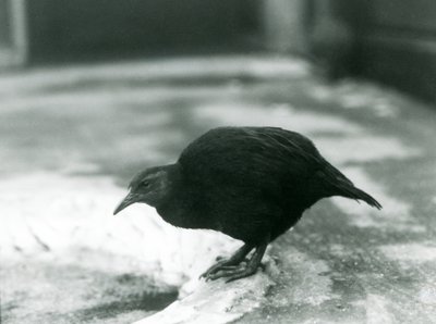 Un WekaMaori sans ailes au zoo de Londres en 1927 - Frederick William Bond