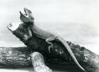 Un dragon barbu bâillant accroché à une bûche, zoo de Londres, août 1928 - Frederick William Bond