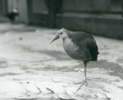 Un râle à cou gris ou râle à capuchon gris (Aramides cajaneus) debout sur une patte au zoo de Londres en septembre 1927 - Frederick William Bond