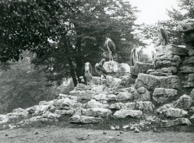 Un groupe de cinq marabouts debout sur des rochers dans le paddock des antilopes au Zoo de Londres en 1928 (photo n/b) - Frederick William Bond