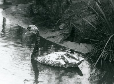 Un cygne hybride, Mute x Black, nageant dans un étang au zoo de Londres en 1927 - Frederick William Bond