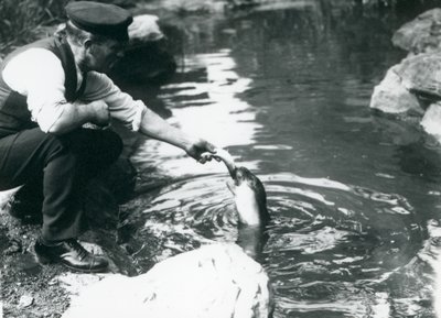 Un gardien nourrissant un jeune phoque à capuchon dans son bassin au zoo de Londres, juin 1914 - Frederick William Bond