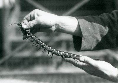 Un gardien tenant un mille-pattes géant dans ses mains, Zoo de Londres, 1927 - Frederick William Bond
