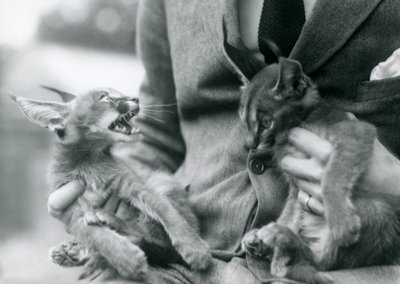 Un gardien tenant une paire de chatons caracals sur ses genoux, Zoo de Londres - Frederick William Bond