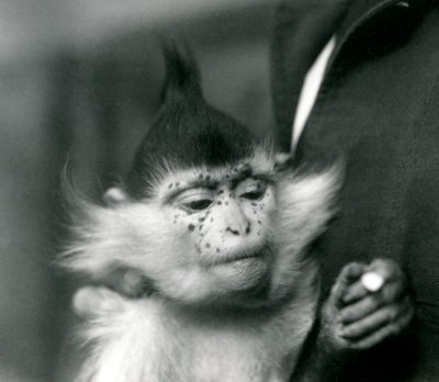 Un gardien tient Freckles, un Mangabey à crête noire ou du Congo, Zoo de Londres, 1924 - Frederick William Bond