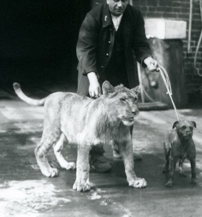Un gardien promenant un chien et un jeune lion, zoo de Londres, août 1925 (photo n/b) - Frederick William Bond