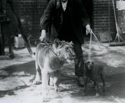 Un gardien promenant un terrier irlandais et un jeune lion en laisse, Zoo de Londres, septembre 1925 - Frederick William Bond
