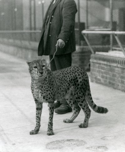 Un gardien avec un guépard en laisse, Zoo de Londres - Frederick William Bond