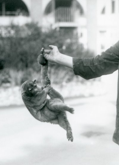 Un kinkajou suspendu au doigt d