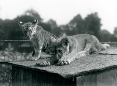 Un lionceau et un tigreau assis ensemble sur le toit de leur tanière, Zoo de Londres, septembre 1925 (photo n/b) - Frederick William Bond
