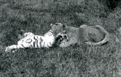 Un lionceau et un tigreau se battent sur l