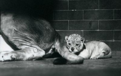 Un lionceau allongé derrière la queue de sa mère, Zoo de Londres, octobre 1925 - Frederick William Bond