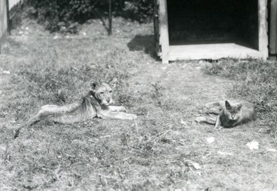 Un lionceau allongé sur une pelouse, près d