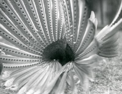 Un faisan Argus mâle en parade nuptiale, Zoo de Londres, janvier 1926 - Frederick William Bond