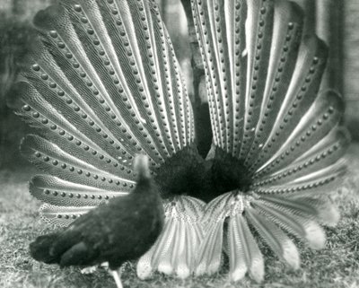 Un faisan Argus mâle en parade nuptiale, avec une femelle à côté de lui, Zoo de Londres, janvier 1926 - Frederick William Bond