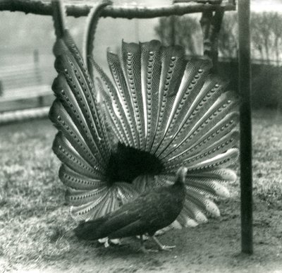 Un faisan Argus mâle en parade nuptiale, avec une femelle à côté de lui, Zoo de Londres, janvier 1926 - Frederick William Bond