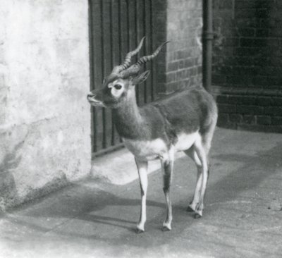 Un mâle blackbuck debout dans son enclos au Zoo de Londres en juin 1925 - Frederick William Bond