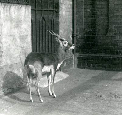 Un mâle blackbuck debout dans son enclos au Zoo de Londres en juin 1925 - Frederick William Bond