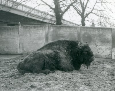 Un bison d