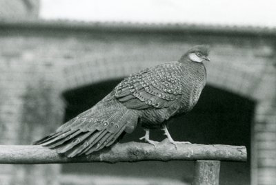 Un faisan paon gris mâle sur son perchoir au zoo de Londres en 1931 - Frederick William Bond