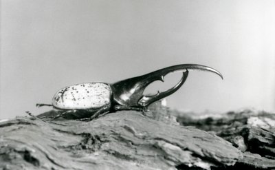 Un mâle Hercule reposant sur l