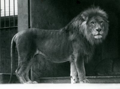 Un lion mâle au zoo de Londres, juin 1924 - Frederick William Bond
