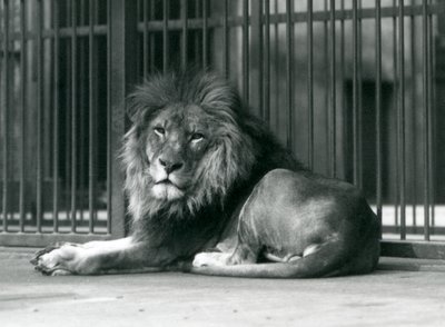 Un lion mâle allongé contre les barreaux de son enclos, Zoo de Londres, septembre 1927 - Frederick William Bond