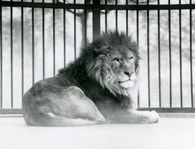 Un lion mâle se reposant dans son enclos au Zoo de Londres en mars 1925 - Frederick William Bond