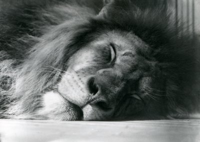 Un lion mâle dormant dans son enclos au zoo de Londres en 1924 - Frederick William Bond