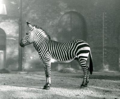 Un zèbre de montagne mâle x zèbre de montagne de Hartmann debout dans son enclos au zoo de Londres en septembre 1927 - Frederick William Bond