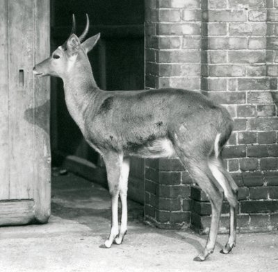 Un reedbuck mâle ou reitbok debout près de la porte de la maison des antilopes, zoo de Londres, 6 octobre 1927 - Frederick William Bond